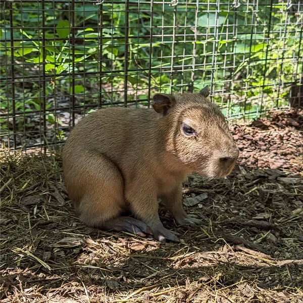 The Dunham Farm - Silkie Chickens, Bunies, and Petting Zoo